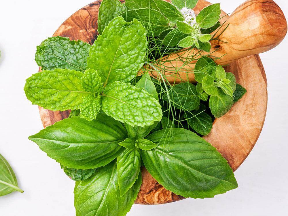 Top 15 Herbs That Can Kill Infections and Clear Mucus From the Lungs - Alkaline World