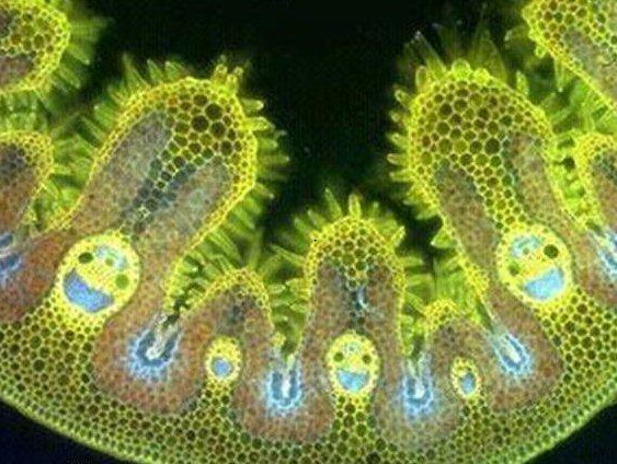 Chlorophyll is healing for the blood - Alkaline World