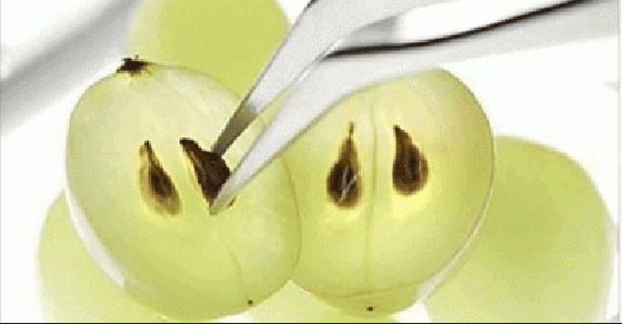 Grape Seed Extract Outperforms Chemo in Killing Advanced Cancer Cells - Alkaline World