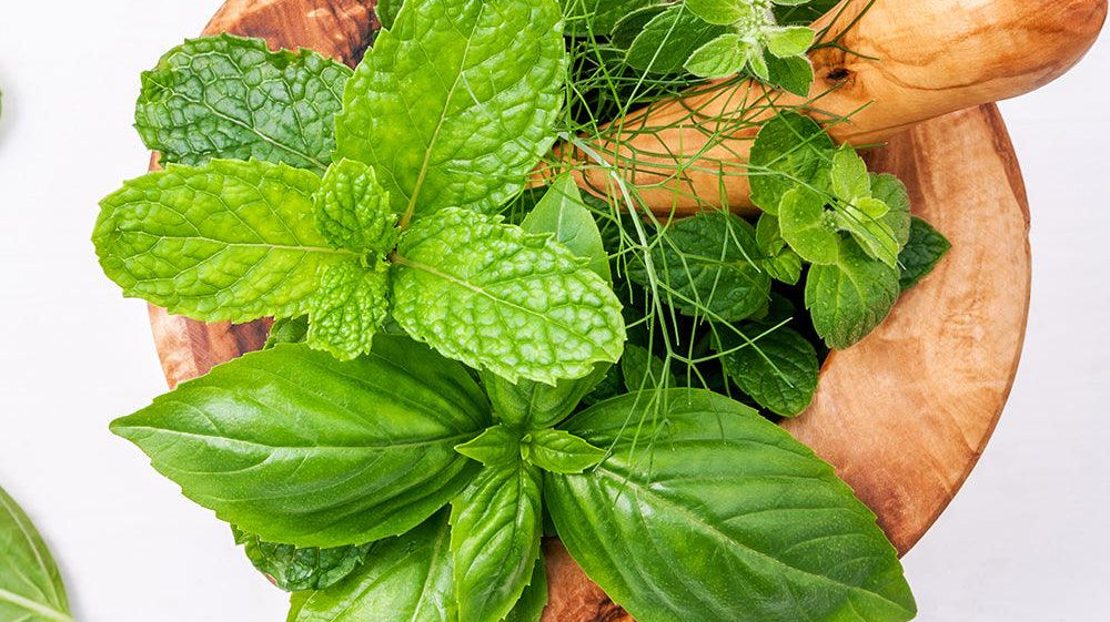 Top 15 Herbs That Can Kill Infections and Clear Mucus From the Lungs - Alkaline World
