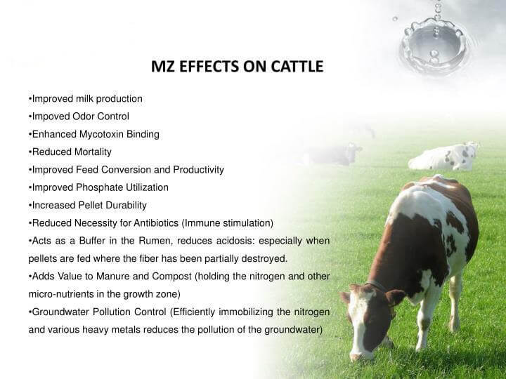 Equine Zeolite 500g - Alkaline World