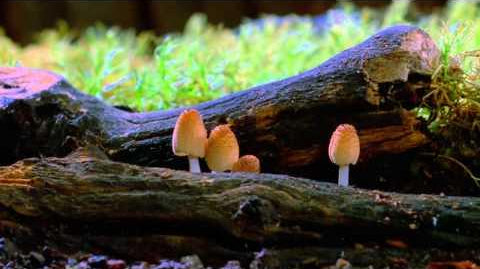 Fantastic Fungi - Alkaline World