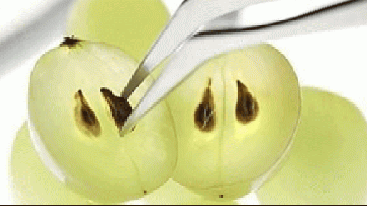 Grape Seed Extract Outperforms Chemo in Killing Advanced Cancer Cells - Alkaline World