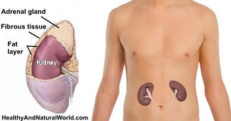 The Best Foods and Herbs to Cleanse Your Kidneys - Alkaline World