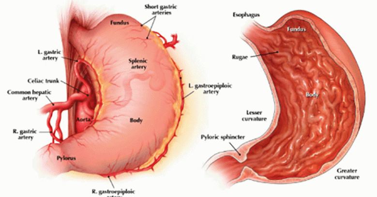 THE STOMACH DOES NOT DIGEST FOOD – CHEW ON THAT! - Alkaline World