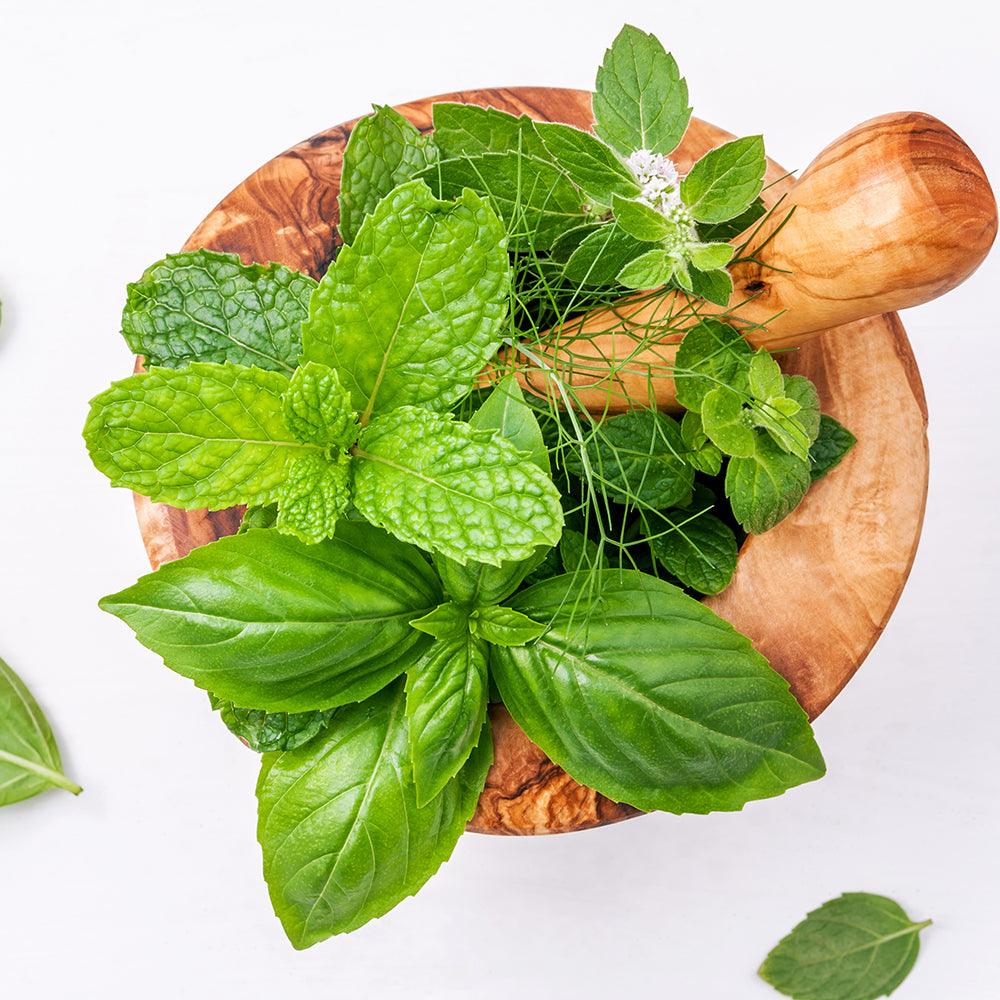 Top 15 Herbs That Can Kill Infections and Clear Mucus From the Lungs - Alkaline World