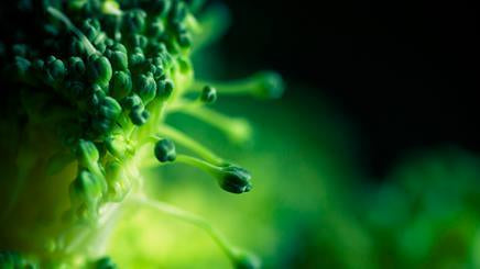 Watercress and broccoli found to kill cancer stem cells within 24 hours - Alkaline World